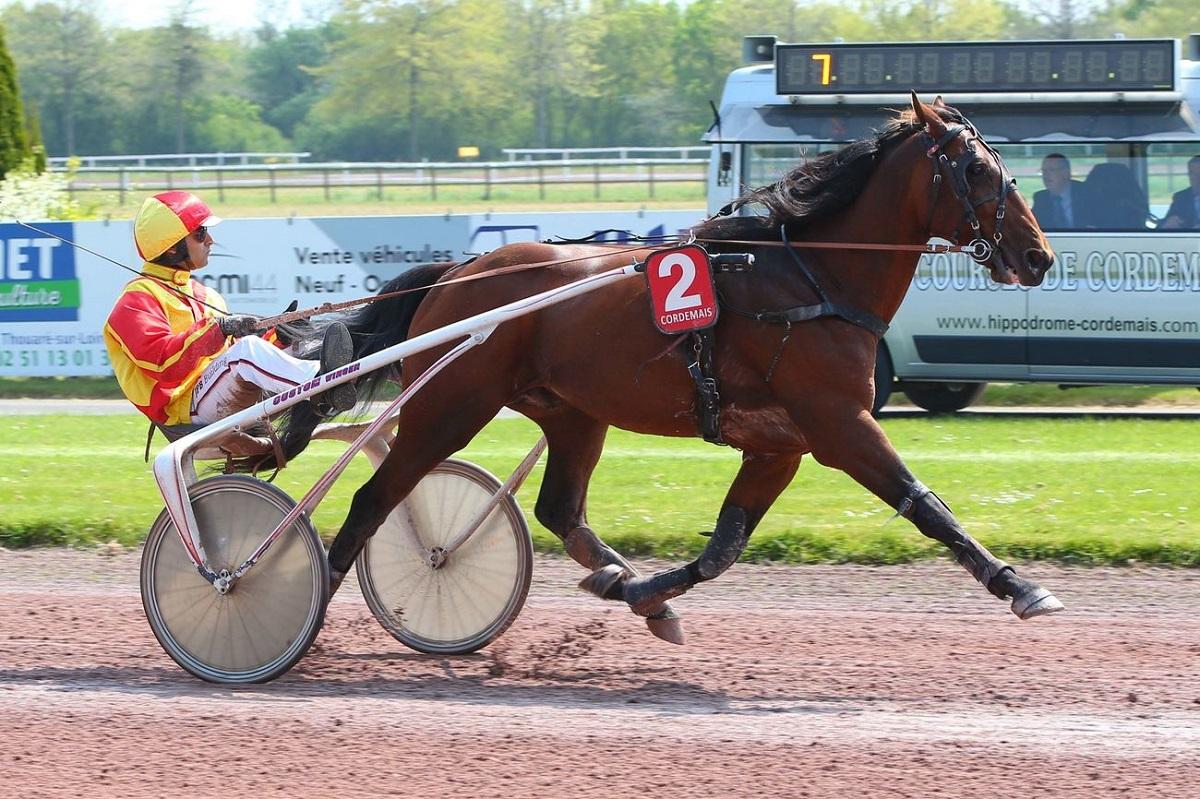 Pronostic Et Statistique Des Courses De Chevaux Quinté+: Pronostics : Le Quinté+ du jeudi 22 septembre vu par les  statistiques | Equidia
