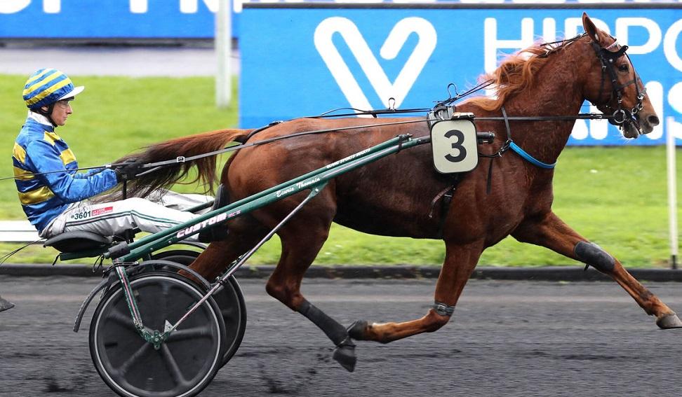 Quinté+: Le pro du jour - Clément Thomain : "Iconoclaste d'Erable doit  finir sur le podium" | Equidia