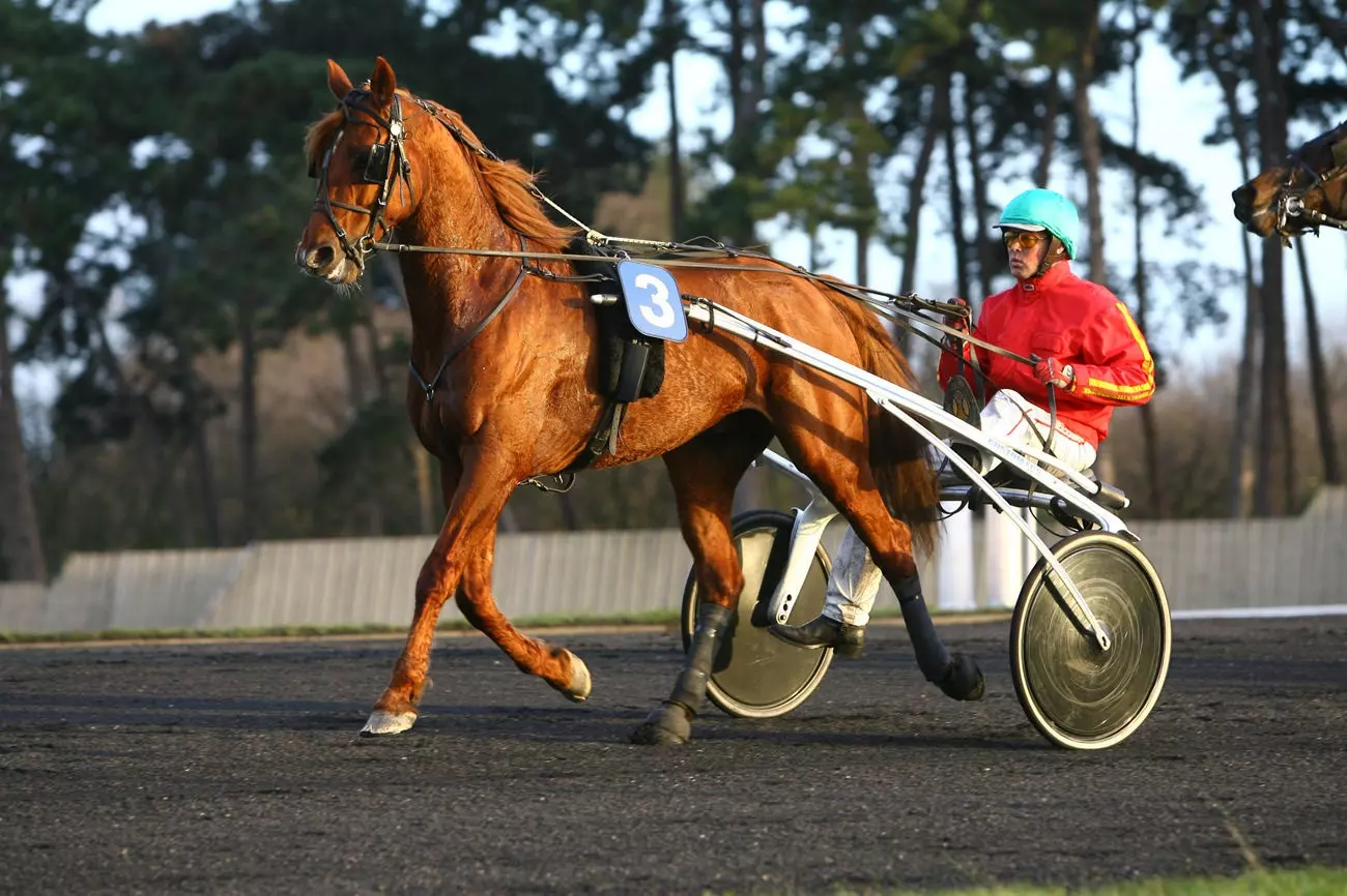 Disparition de Ludo de Castelle Equidia