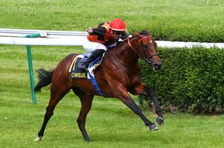 Aloysius, la base solide du Quinté+ du mercredi 14 janvier à Cagnes-sur-Mer