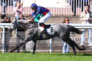 Grey Fighter, la base solide du Quinté+ du samedi 17 octobre à Auteuil