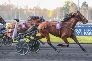 Prix du Bois de Vincennes : Ino du Lupin est le plus fort