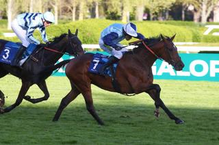 Auteuil - Prix Murat Gr2  : Kivala du Berlais performance XXL