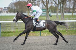 Ti Amo Bello, l'outsider séduisant du Quinté+ de ce vendredi 1er mai