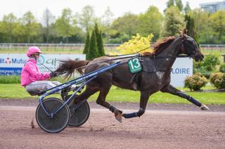 Icare Williams, l'outsider séduisant du Quinté+ de ce lundi 4 mai