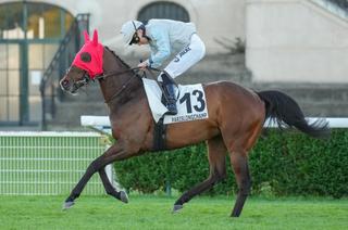 Prince Aubois, l'outsider séduisant du Quinté+ de ce samedi 22 août