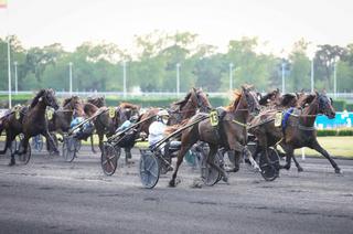Arrivée et rapports du Quinté+ du vendredi 19 juin : Irish Nice Elge s'impose au sprint