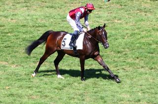 Grand Scoop, la base solide du Quinté+ du samedi 19 septembre à Chantilly