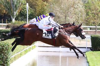 Tante Zena, l’outsider séduisante du Quinté+ du dimanche 11 octobre à Auteuil