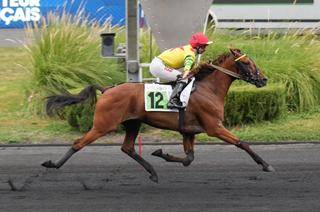 Dimanche à Vincennes - Prix Georges Dreux (Gr. 3) : Nouveau succès signé Impala de Val