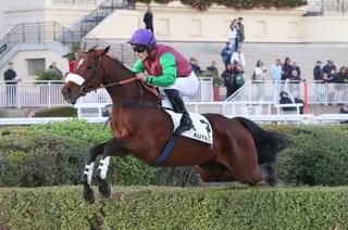 Samedi à Auteuil - Prix Héros XII : Royal Saga fonce vers la Haye Jousselin