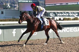 Quinté+ du dimanche 2 novembre à Deauville : Siam Paragon, très performant sur PSF