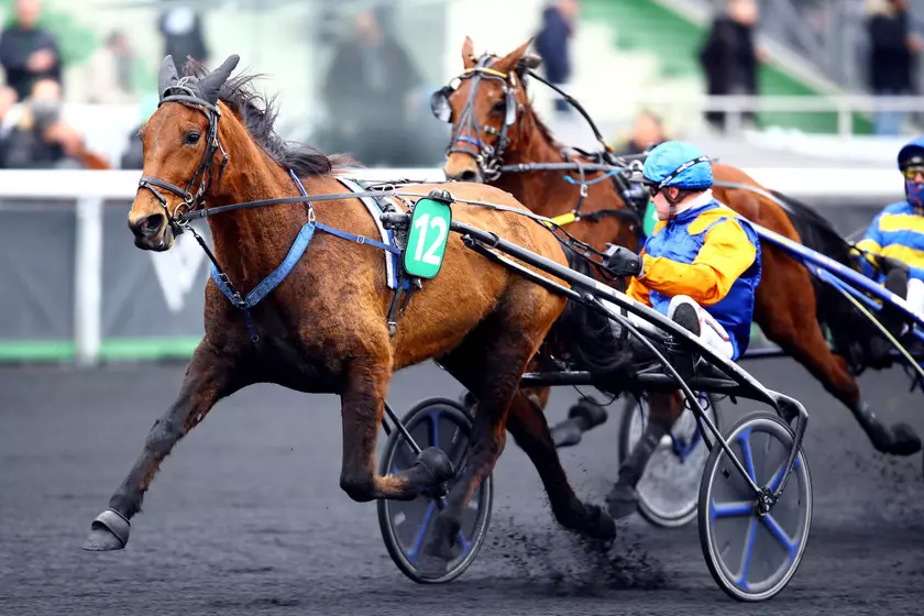 Cheval bais hot sale